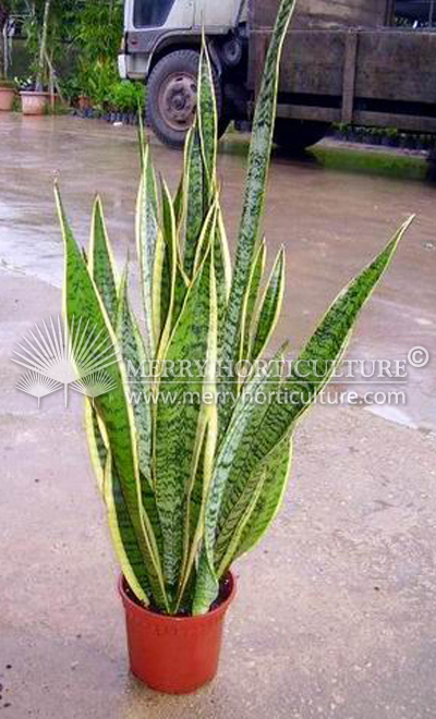 Sansevieria laurentii (P 170)